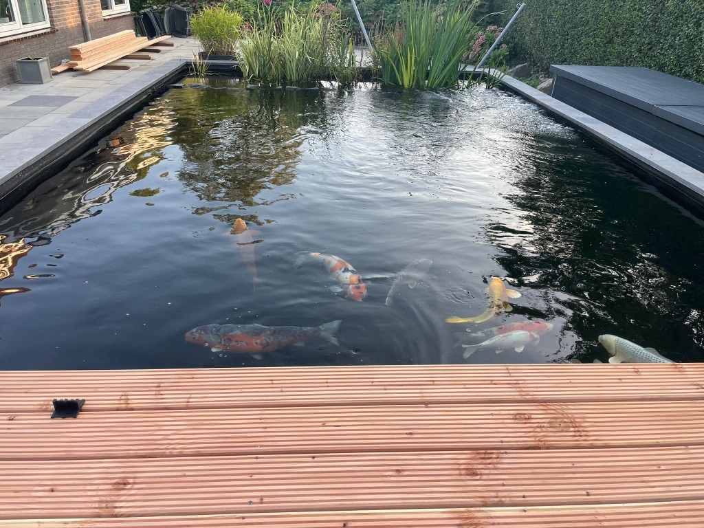 vijver met koi